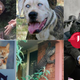 Illustration for article titled Dog Travolta, Big Ass Lizard and Carly Fiorinas Struggle Turkey: The Best Animals of 2015